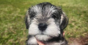 4 Miniature Schnauzer puppies
