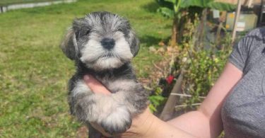 4 Miniature Schnauzer puppies