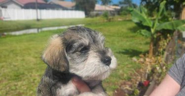 4 Miniature Schnauzer puppies