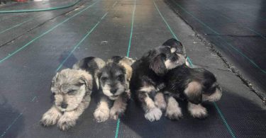 4 Miniature Schnauzer puppies
