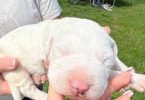 5 Pitbull/American Bully