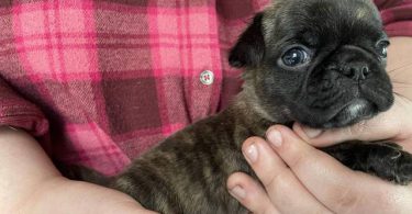 Pug Boston Terrier mix puppies