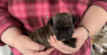 Pug Boston Terrier mix puppies