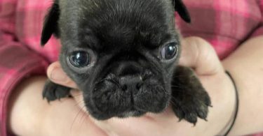 Pug Boston Terrier mix puppies