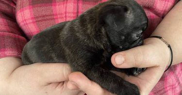 Pug Boston Terrier mix puppies