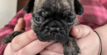 Pug Boston Terrier mix puppies