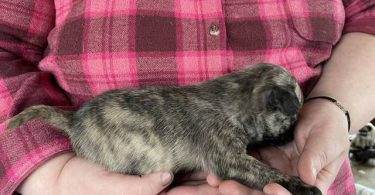 Pug Boston Terrier mix puppies