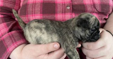 Pug Boston Terrier mix puppies