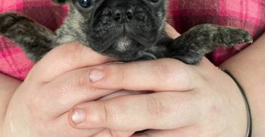 Pug Boston Terrier mix puppies