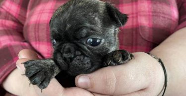 Pug Boston Terrier mix puppies