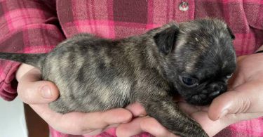 Pug Boston Terrier mix puppies