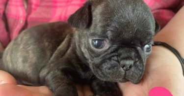 Pug Boston Terrier mix puppies