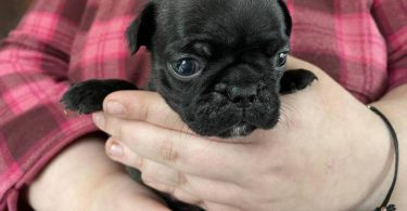 Pug Boston Terrier mix puppies