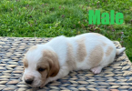 Registered Basset Hound puppies