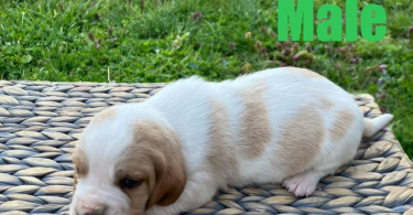 Registered Basset Hound puppies