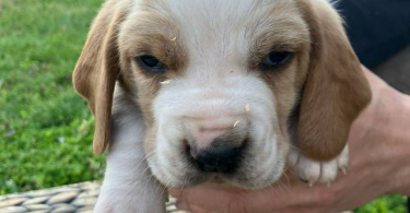 Registered Basset Hound puppies