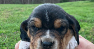 Registered Basset Hound puppies