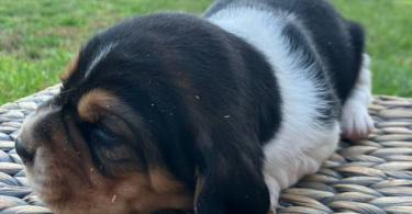 Registered Basset Hound puppies