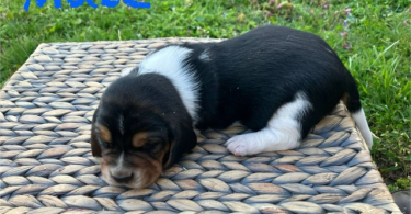 Registered Basset Hound puppies