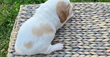 Registered Basset Hound puppies