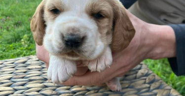 Registered Basset Hound puppies