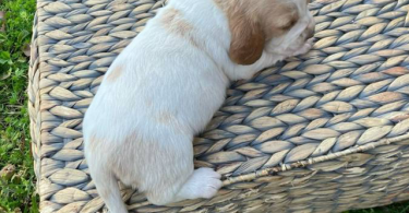 Registered Basset Hound puppies