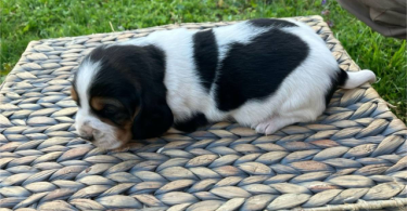 Registered Basset Hound puppies