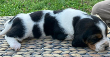 Registered Basset Hound puppies