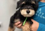 9 weeks old schnoodle babies