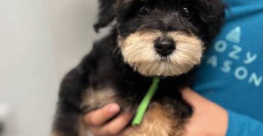9 weeks old schnoodle babies