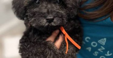 9 weeks old schnoodle babies
