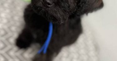 9 weeks old schnoodle babies