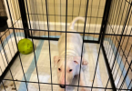 2 Purebred bull terrier puppies