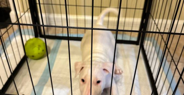 2 Purebred bull terrier puppies