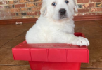 6 Livestockr Guardian Dog puppies