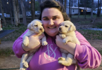 Yellow Lab Husky mix puppies
