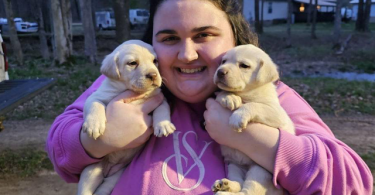 Yellow Lab Husky mix puppies