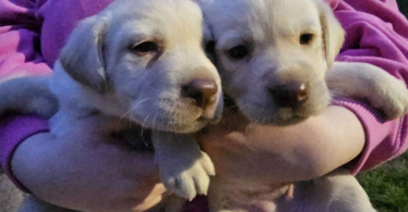 Yellow Lab Husky mix puppies
