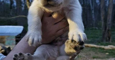 Yellow Lab Husky mix puppies