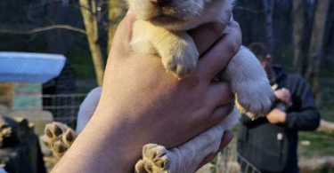 Yellow Lab Husky mix puppies
