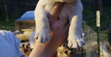 Yellow Lab Husky mix puppies