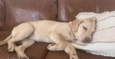 Yellow Lab Husky mix puppies