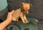Boy Chihuahuas