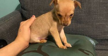 Boy Chihuahuas
