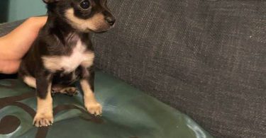 Boy Chihuahuas