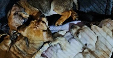 Boxachi hounds