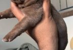 2 American Bully Puppies