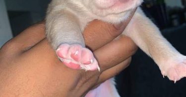 2 American Bully Puppies