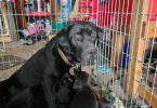All black Labrador retriever puppies