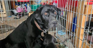 All black Labrador retriever puppies